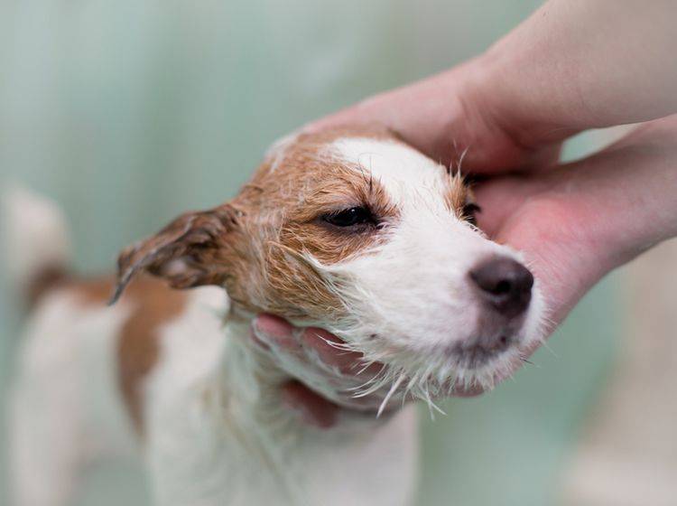 Damit das Fell Ihres Hundes widerstandsfähig bleibt, sollten Sie es mit der Hygiene nicht übertreiben – Shutterstock / dezi