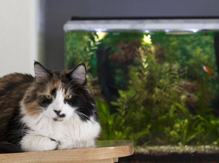 Katze und Aquarium harmonieren besser als man es erwarten könnte – Bild: Shutterstock / You Touch Pix of EuToch