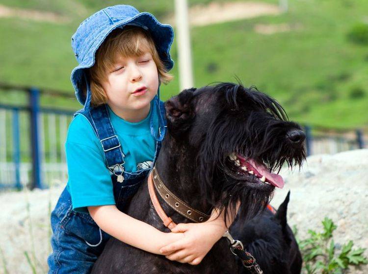 Eine gute Erziehung macht den Riesenschnauzer zum Verlasshund – Bild: Shutterstock / Danila