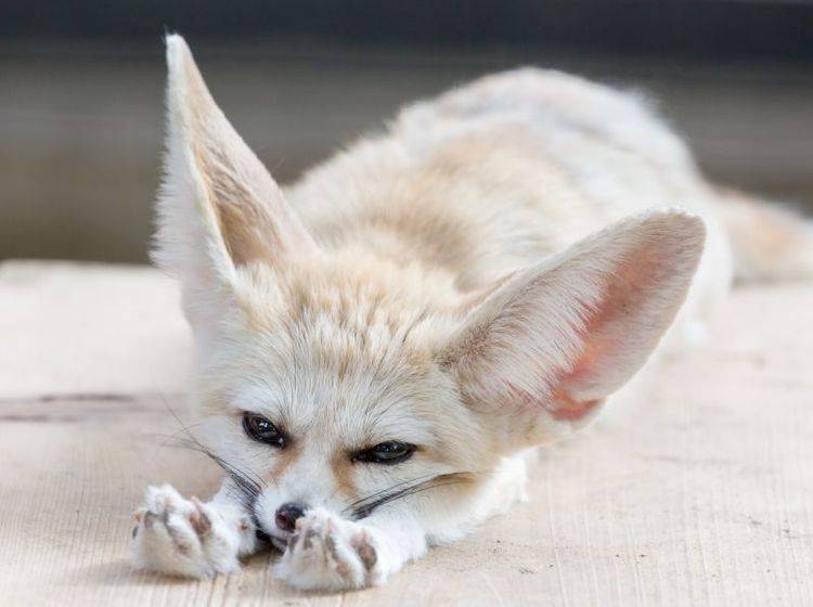 Kleinster Wildhund der Welt: Der Fennek – Bild: Shutterstock / odimup