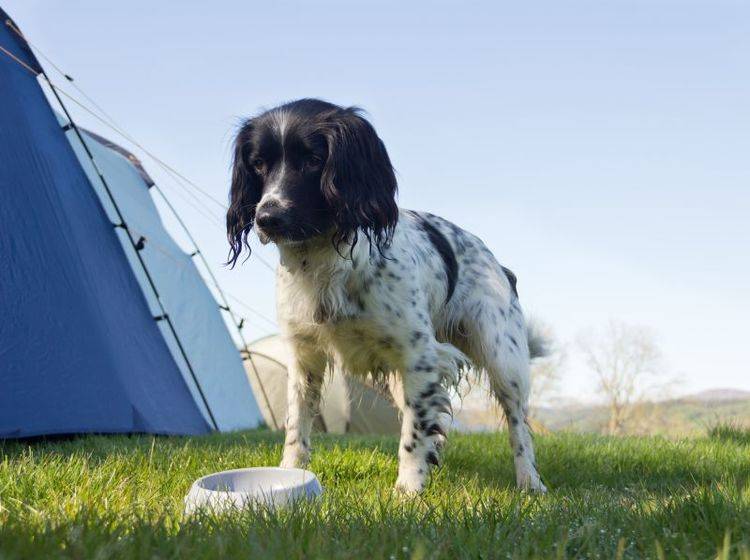 Neben Futter- und Trinknapf gehört auch das Lieblingsfutter des Hundes ins Reisegepäck – Bild: Shutterstock / GroomesPhotography