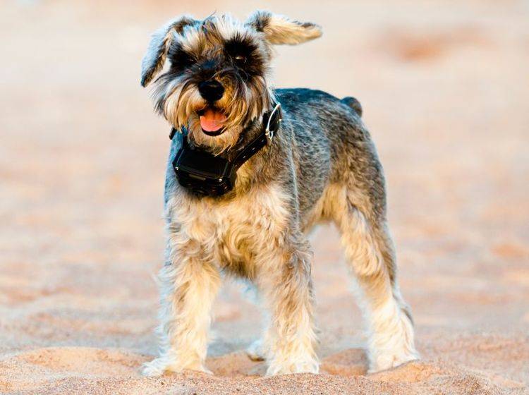 Hunde mit GPS orten: Passende Halsbänder – Bild: Shutterstock / Aleksey Klints