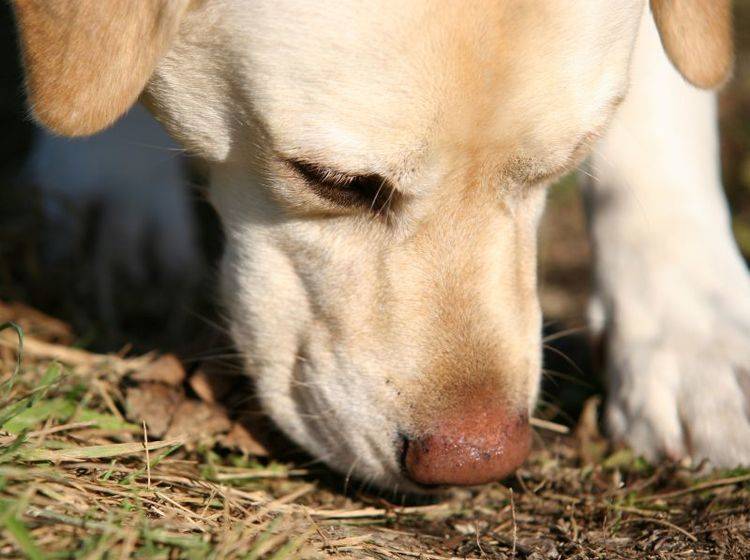 Fährtenarbeit: Ein Hundesport für Spürnasen – Bild: Shutterstock / Tina Rencelj