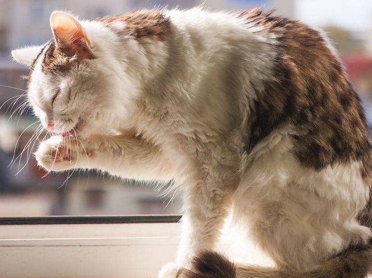Katze Putzt Sich übermäßig Viel