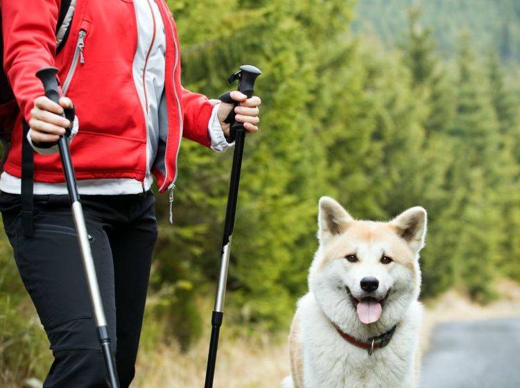 Frische Luft und Bewegung: Nordic Walking macht Spaß – Bild: Shutterstock / Blazej Lyjak