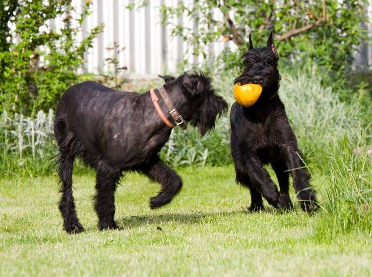 Rennen, spielen, mit anderen Hunden toben: Der Riesenschnauzer ist ein Energiebündel – Bild: Shutterstock / Danila