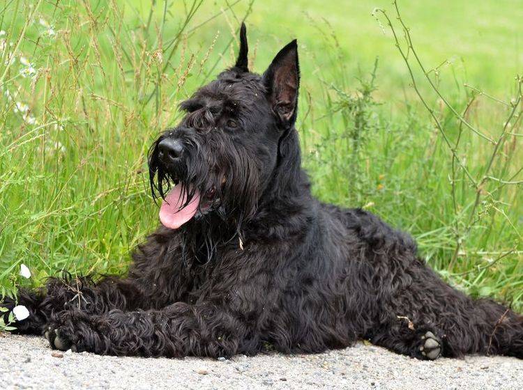 Hund mit einem spannenden Charakter: Der Riesenschnauzer – Bild: Shutterstock / Marcel Jancovic