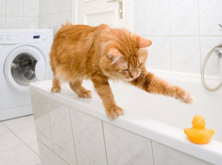 Bad und Küche sollten katzensicher sein, bevor sich der Stubentiger dort austobt – Bild: Shutterstock / Asasirov