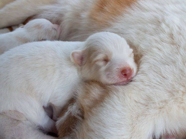 Kuschelzeit: In den ersten Wochen sind Hundewelpen nur bei ihrer Mutter – Bild: Shutterstock / CHANARAT