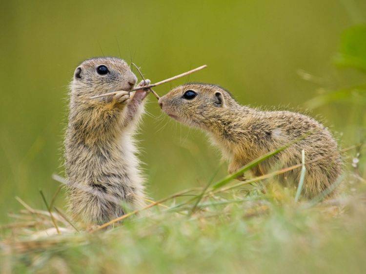 Europäische Ziesel, wie diese zwei süßen Tierchen, gehören zur Familie der Hörnchen – Bild: Shutterstock / Jakub Mrocek