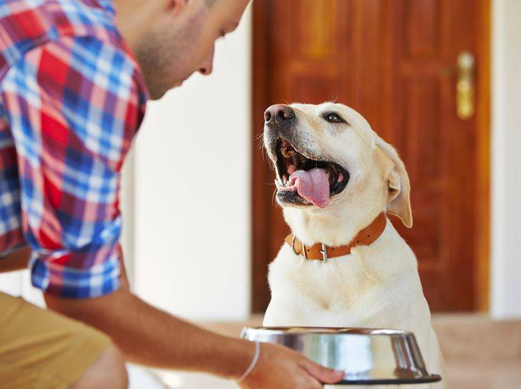 Wenn Sie Hundefutter richtig lagern, haben Futtermilben keine Chance – Shutterstock / Jaromir Chalabala