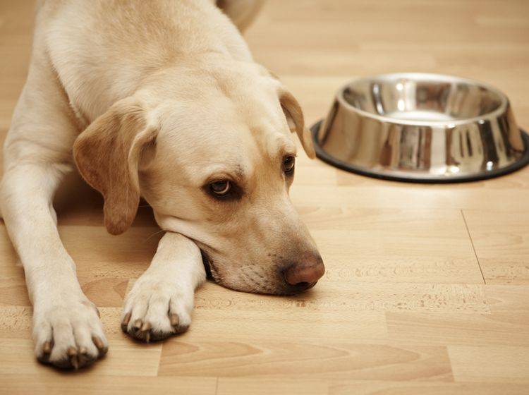 Gewisse Inhaltsstoffe von Hundefutter können Allergien auslösen – Shutterstock / Jaromir Chalabala