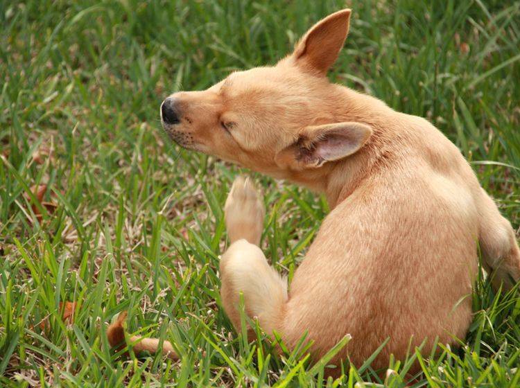Wenn sich Ihr Hund kratzt, kann eine Futtermilbenallergie dahinter stecken – Shutterstock / Alice Mary Herden