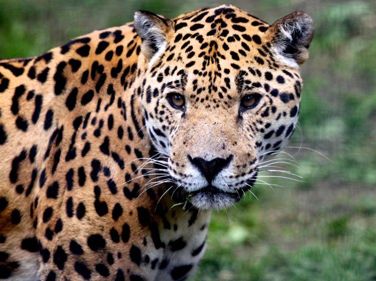 Der Jaguar - die größte Raubkatze des as