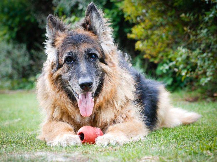 Auch alte Hunde freuen sich über Beschäftigung – Bild: Shutterstock / Alan Wesley