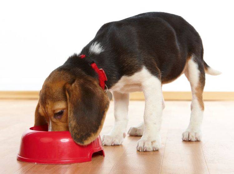 Welpenernährung: Futtersorten für junge Hunde – Bild: Shutterstock / Monika Wisniewska