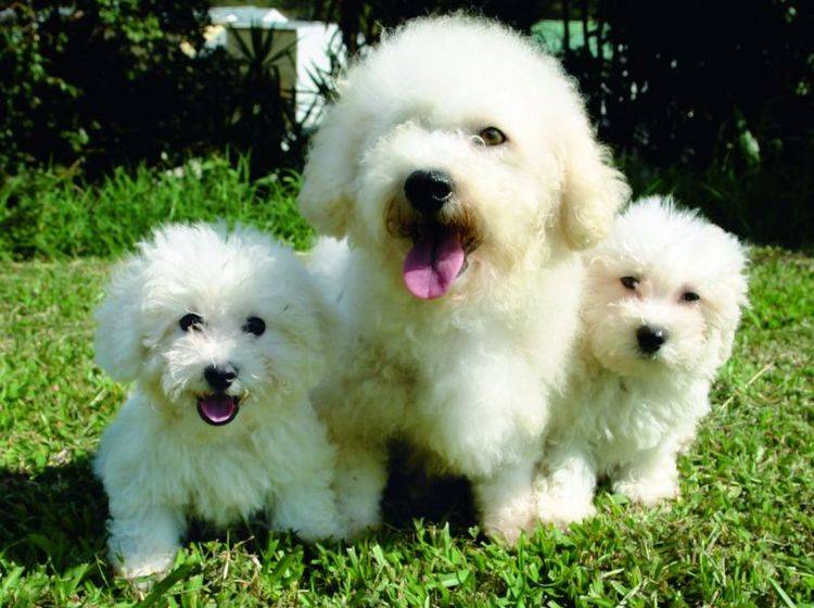 Kleines flauschiges Familienglück: Eine Bichon-Frisé-Hundemama mit Nachwuchs – Bild: Shutterstock / pixshots