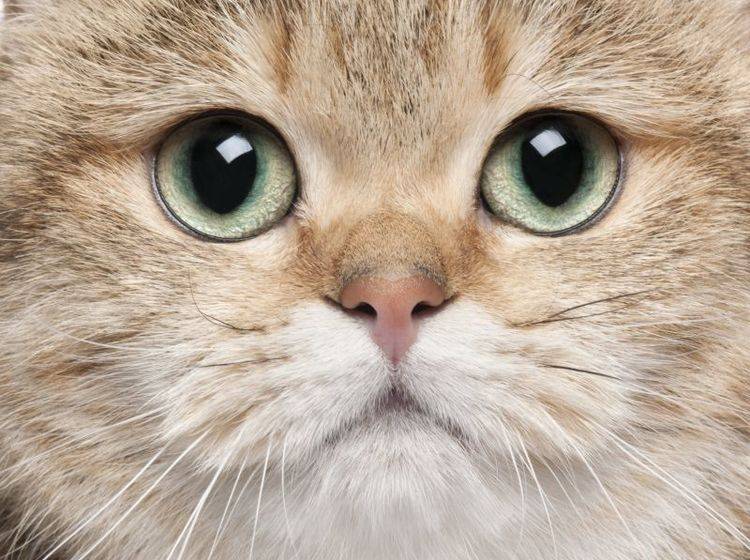 Die Pflege der Katzenaugen ist nur in bestimmten Fällen notwendig – Bild: Shutterstock / Eric Isselee