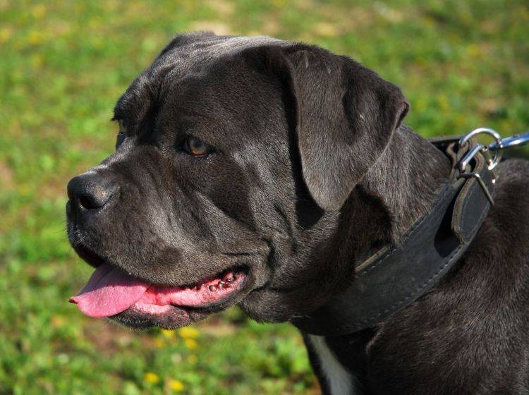 Der Cane Corso ist ein Haustier für erfahrene Hundebesitzer – Shutterstock / cynoclub
