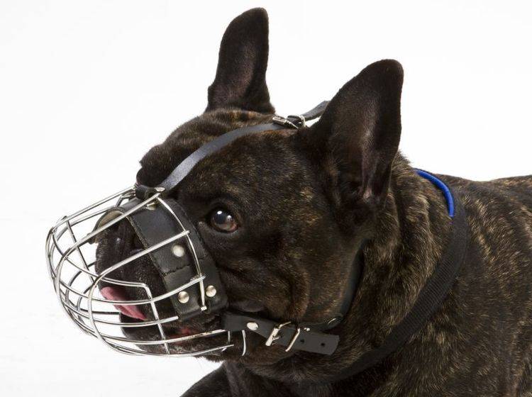 Französische Bulldogge mit Maulkorb – Shutterstock / spflaum