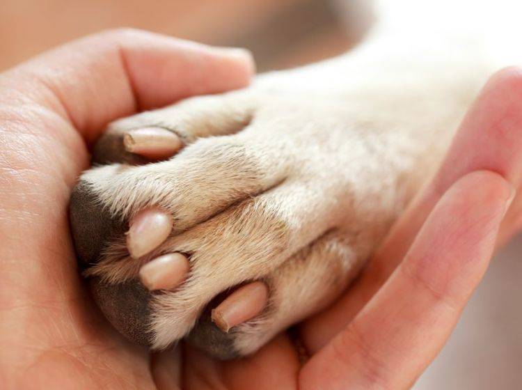 Damit sie gesund bleiben, müssen Hundekrallen regelmäßig gekürzt werden – Bild: Shutterstock / Melpomene