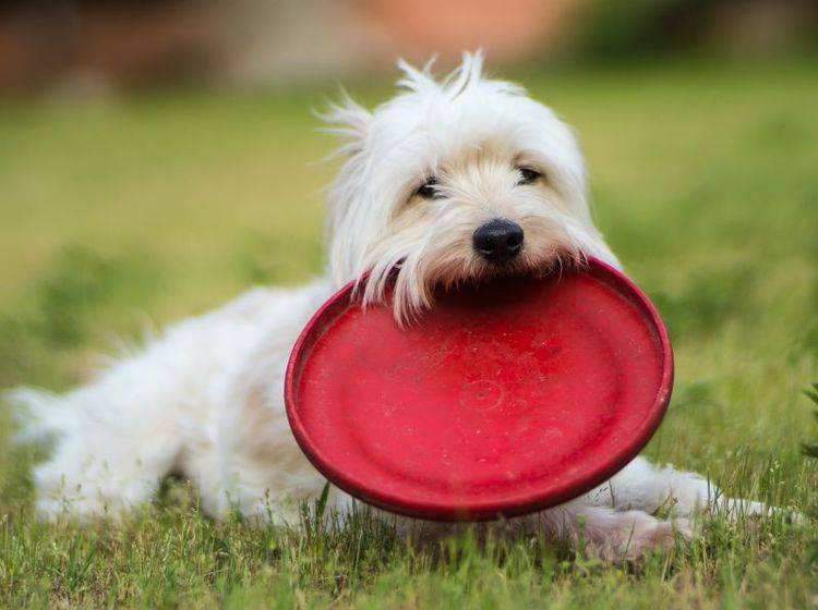 Spiel, Spaß und Action: Frisbee-Scheiben für Hunde – Bild: Shutterstock / Cryber