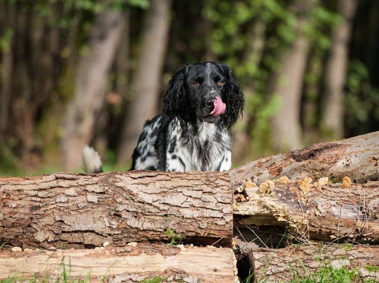 Wenn ein Hund wildert ist Training angesagt – Bild: Shutterstock / Dora Zett