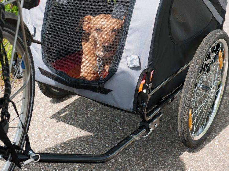 Praktisch: Fahrrad-Anhänger für Hunde – Bild: Shutterstock / Ivonne Wierink