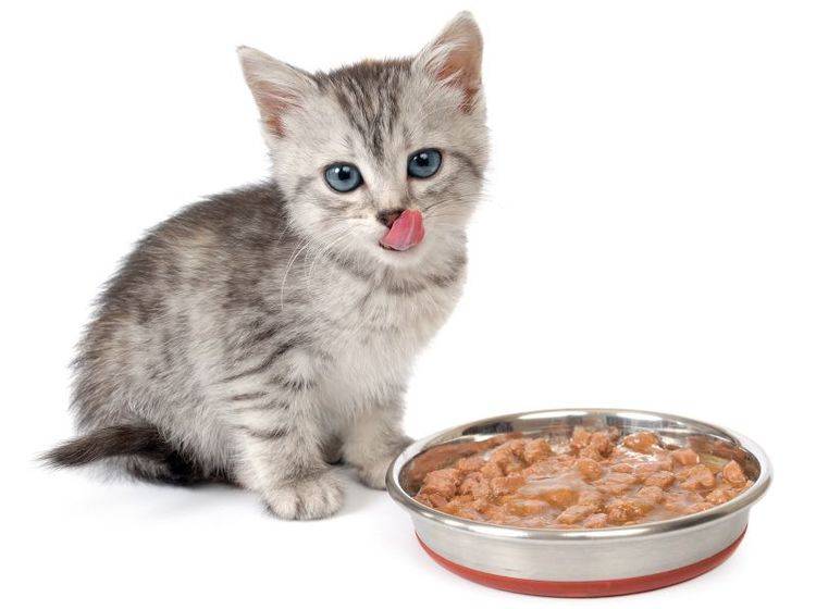 Futtersorten für die Ernährung von jungen Katzen – Bild: Shutterstock / Brazhnykov Andriy