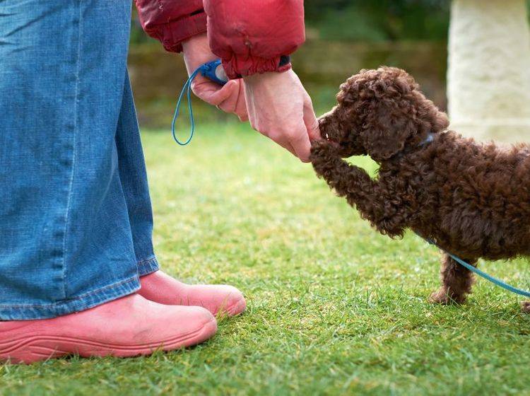 Befolgt der Hund das Kommando "Komm" gibt es eine Belohnung – Shutterstock / Duncan Andison