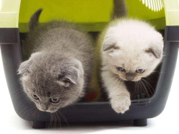 Eine Möglichkeit um Streit zu vermeiden: Nehmen Sie beide Katzen mit zum Tierarzt – Shutterstock / gurinaleksandr
