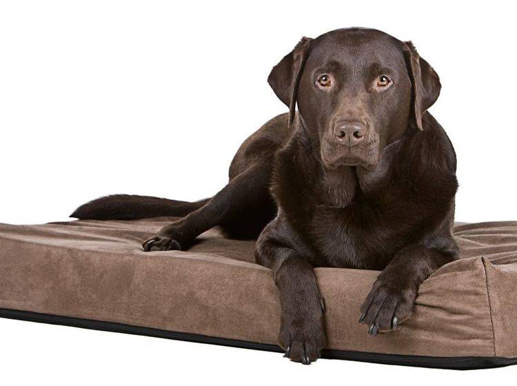 Schonend für die Gelenke: Orthopädisches Hundebett – Bild: Shutterstock / JPagetRFPhotos