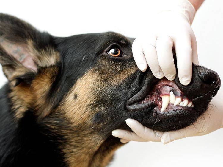 Epuliden beim Hund: Die Behandlung übernimmt der Tierarzt – Shutterstock / Best dog photo
