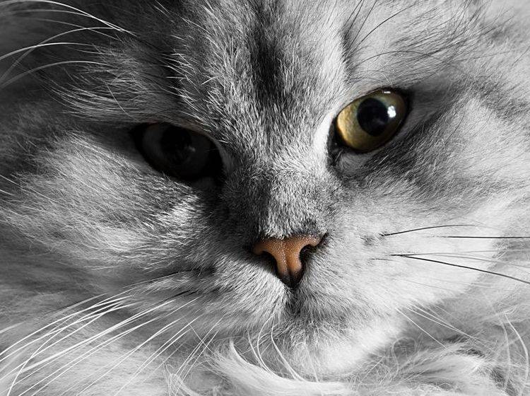 Der Augenbereich der Katze sollte stets schön sauber und gepflegt sein – Bild: Shutterstock / SSokolov