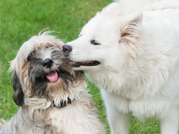 Bei richtiger Vorbereitung laufen Hundespaziergnge friedlich ab – Shutterstock / Fotokostic