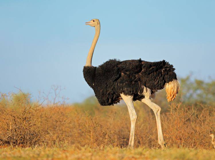Gut zu wissen: Der Afrikanische Strauß ist der größte Vogel auf der Welt! – Bild: Shutterstock / EcoPrint