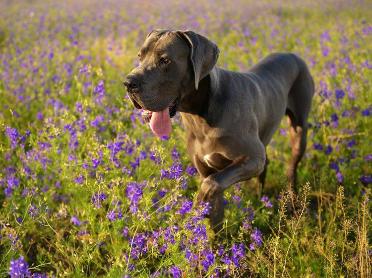 Insbesondere Hunde großer Rassen wie die Dogge haben ein erhöhtes Risiko für eine Magendrehung – Shutterstock / belu gheorghe