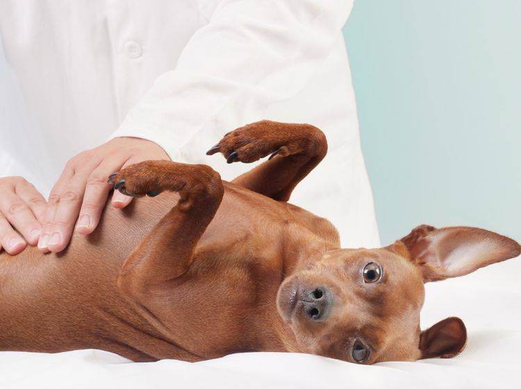 Wie lässt sich die Magendrehung bei Hunden vorbeugen? – Bild: Shutterstock / Stepan Kapl
