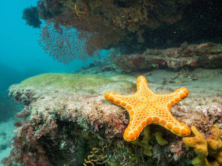 Dieser Seestern zeigt sich im Meer in seiner strahlenden gelben Farbe – Bild: Shutterstock / Jarrod Boord