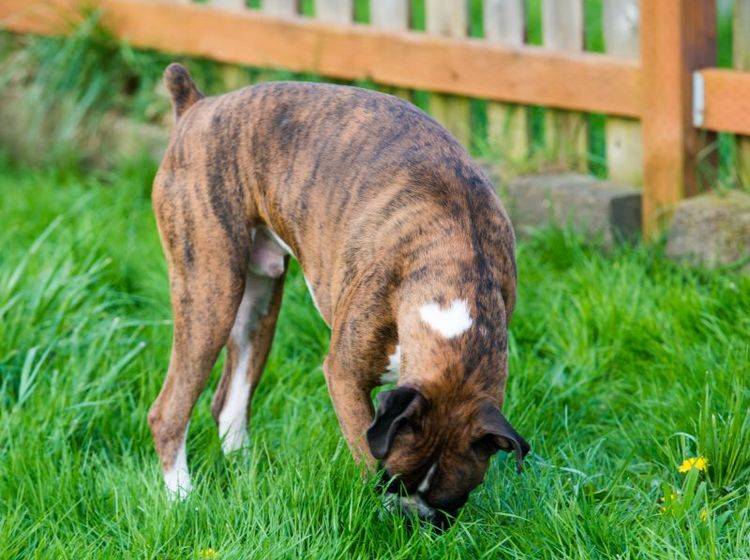Vorsicht Schneckenkorn: Passen Sie auf, dass Ihr Hund nichts vom Boden frisst – Bild: Shutterstock / Anna Hoychuk