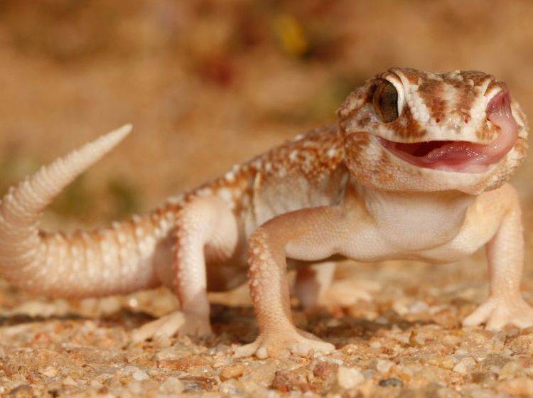 Der Sandgecko ist nachtaktiv und verbringt die heißen Mittagsstunden in seinen Gängen – Bild: Shutterstock / Andre Coetzer