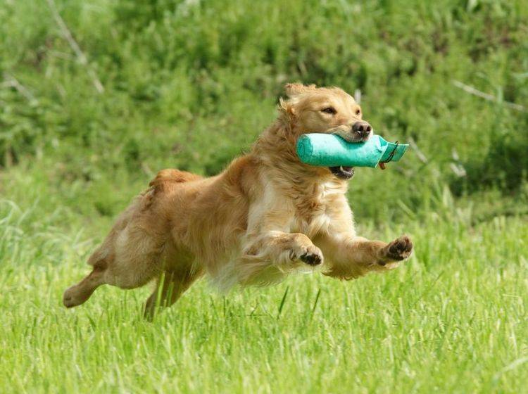 Dummytraining ist ein beliebter Hundesport bei Retriever-Besitzern – Bild: Shutterstock / vgm