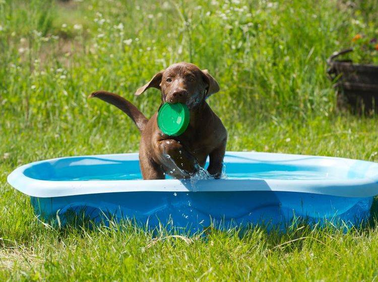 Für den Sommer: Swimmingpool für Hunde – Bild: Shutterstock / KellyNelson