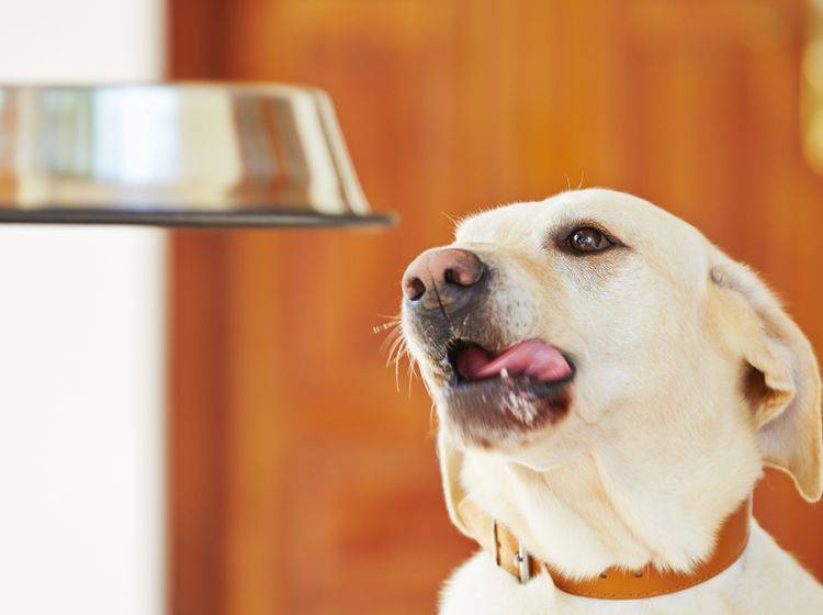 Hunde mit Bauchspeicheldrüsenentzündung müssen Diät halten – Bild: Shutterstock / Jaromir Chalabala