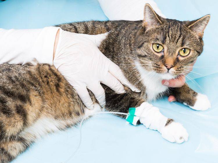 Eine Bauchspeicheldrüsenentzündung muss vom Tierarzt behandelt werden – Bild: Shutterstock / bmf-foto.de