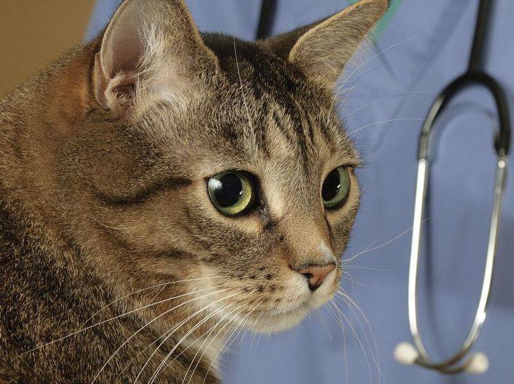 Unentdeckt können Herzwürmer und Hakenwürmer Katzen gefährlich werden – Bild: Shutterstock / Mr.Nikon