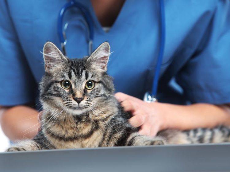 Bei Vergiftungssymptomen sollten Sie schnell einen Tierarzt aufsuchen – Bild: Shutterstock / Stokkete