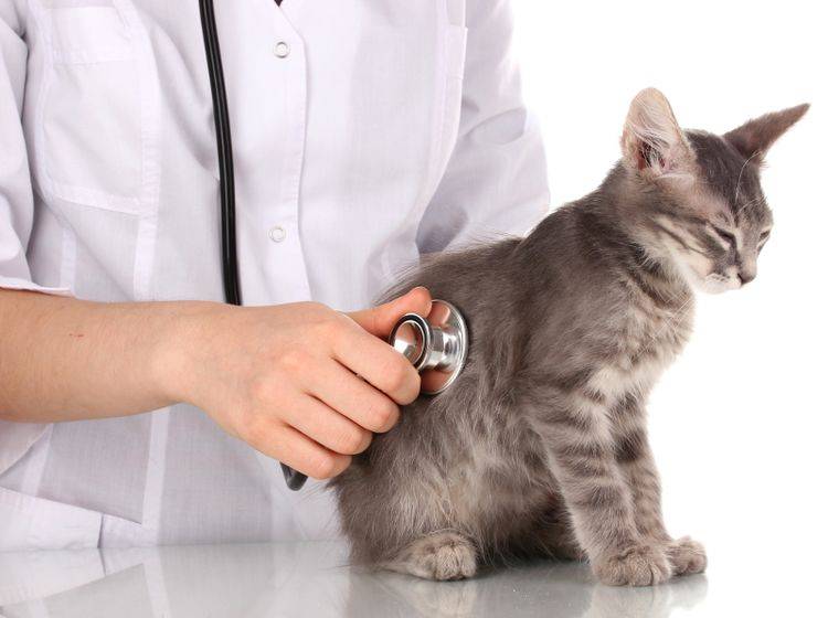 Ein Tierarzt klärt die Symptome einer Bauchspeicheldrüsenentzündung ab – Bild: Shutterstock / Africa Studio