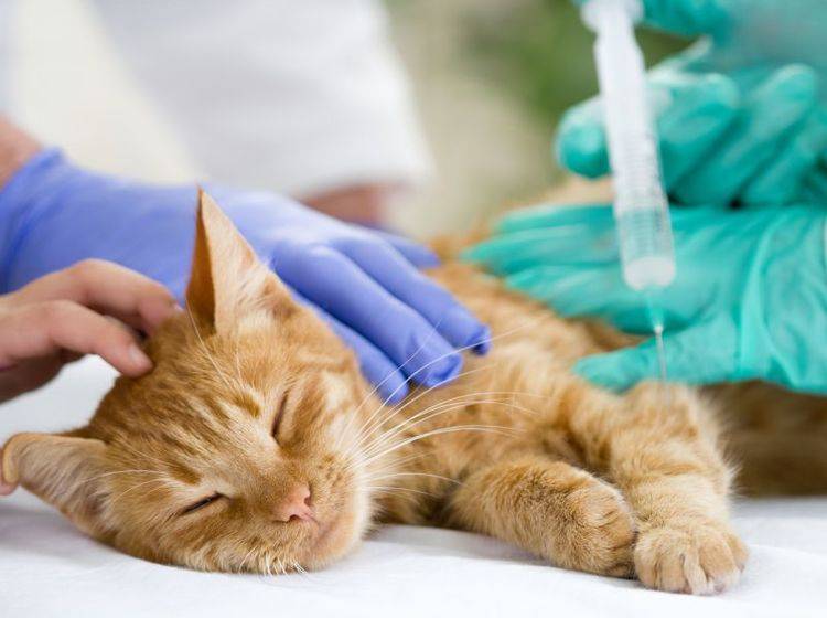 Bei einer Vergiftung muss Ihre Katze so schnell wie möglich zum Tierarzt – Shutterstock / VP Photo Studiooto Studio