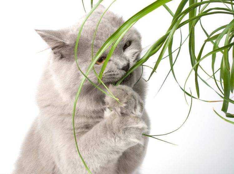 Wenn Die Katze Pflanzen Frisst Was Sie Tun Konnen
